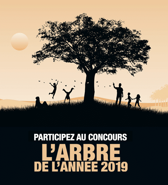 concours l'arbre de l'année