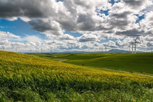 Bachelor environnement : Green, Social & Digital Business 