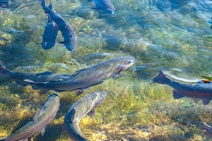 Licence Pro Aquaculture et environnement littoral