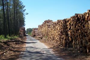 métiers de la forêt et du bois métiers bois et forêt