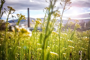 MSc in Sustainable Management and Eco innovation MSc in Sustainable Management and Eco innovation
