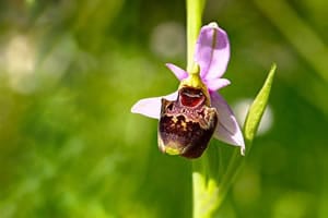 recrutement apprenti biodiversité