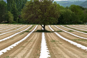 master droit de l'alimentation et agroécologie master droit de l'alimentation et agroécologie