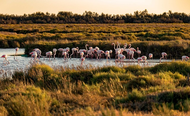 parc naturel régional de Camargue