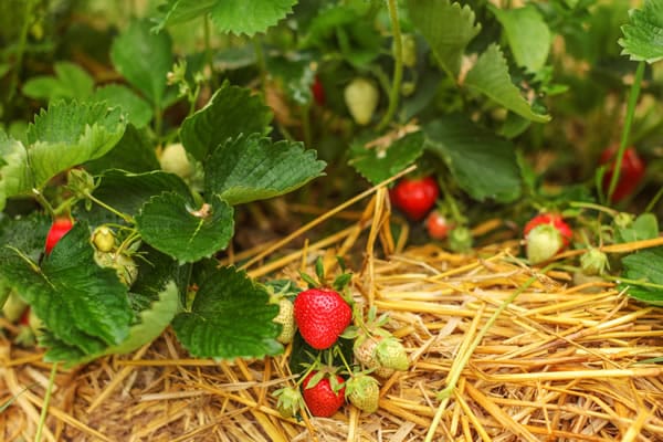 recrutements agriculture bio