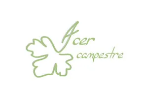 bureau d'études Acer campestre