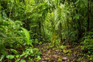 Master BioGET : biologie végétale et écosystèmes tropicaux 1 écosystèmes tropicaux Costa Rica